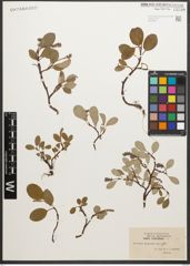 Foto von Salix reticulata L.